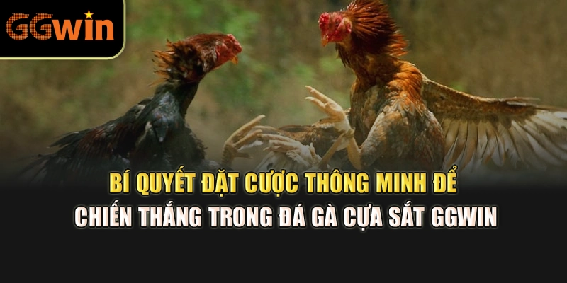 Bí quyết đặt cược thông minh để chiến thắng trong đá gà cựa sắt GGWIN