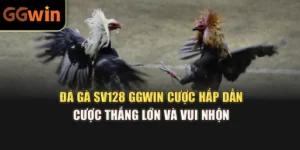 Đá Gà Sv128 GGWIN Cược Hấp Dẫn, Cược Thắng Lớn Và Vui Nhộn