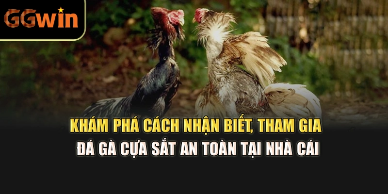 Khám phá cách nhận biết, tham gia đá gà cựa sắt an toàn tại nhà cái