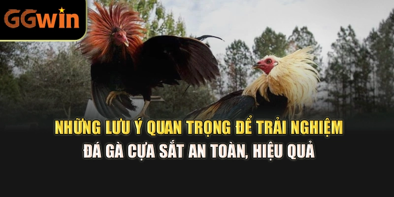 Những lưu ý quan trọng để trải nghiệm đá gà cựa sắt an toàn, hiệu quả 